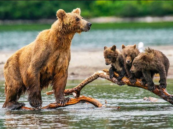 حمله خرس به انسان و راه های مقابله با آن