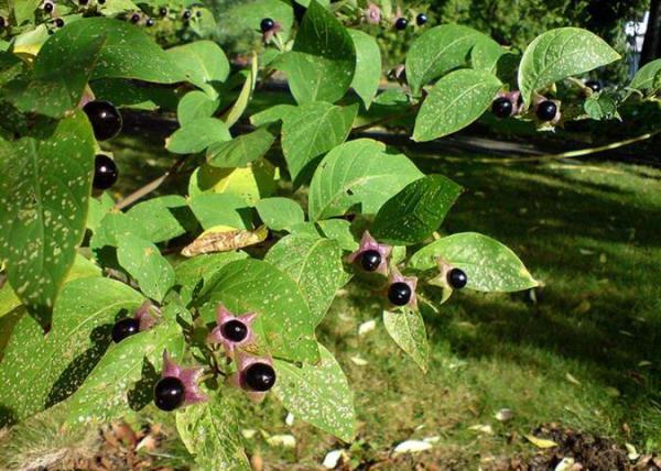 راجع به خواص گیاه بلادون چه میدانید؟ راجع به خواص گیاه بلادون چه میدانید؟