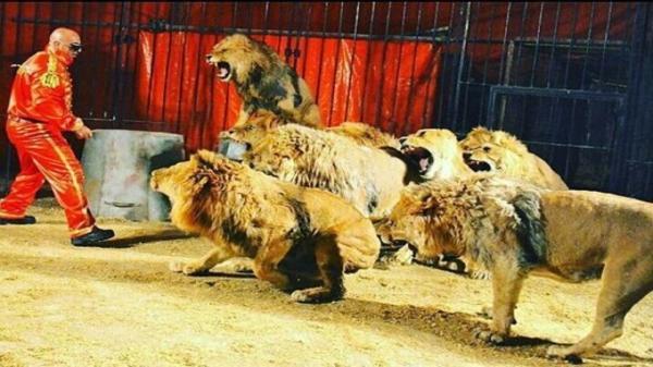 لحظه حمله شیرهای سیرک به مربیان لحظه حمله شیرهای سیرک به مربیان